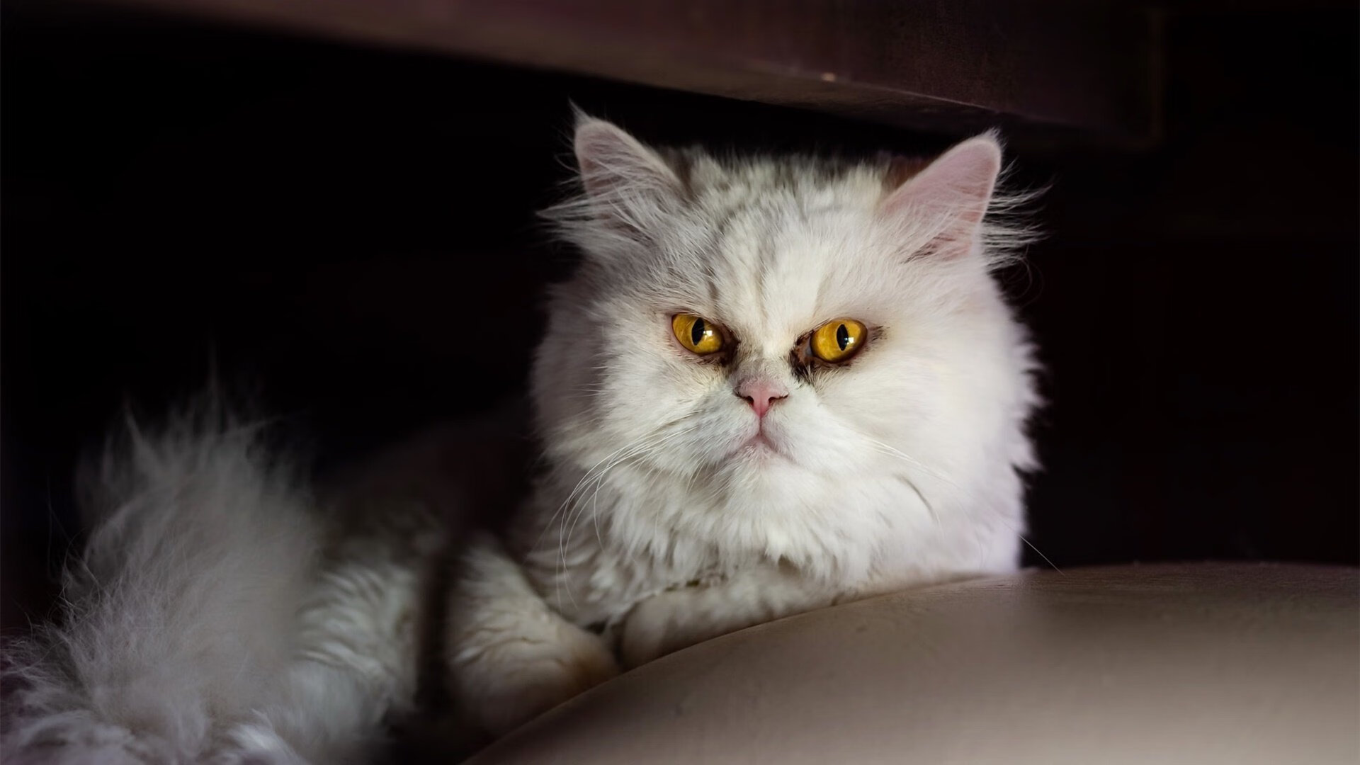 冷焰战神，巴雷拉于年度焦点之夜点燃亚平宁的狂想