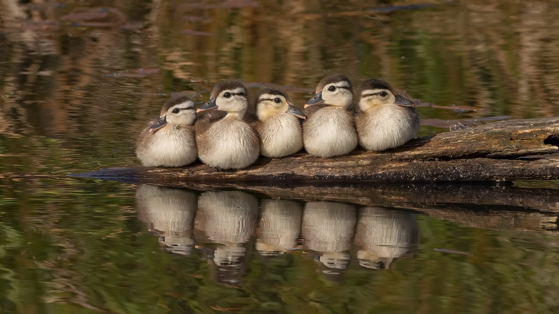 欧冠半决赛焦点战,玻利维亚惊人收割喀麦隆,南美风暴席卷欧洲