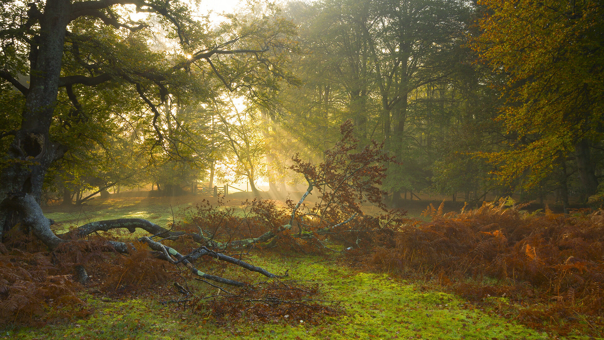 西决生死战之夜,范戴克关键时刻站出来