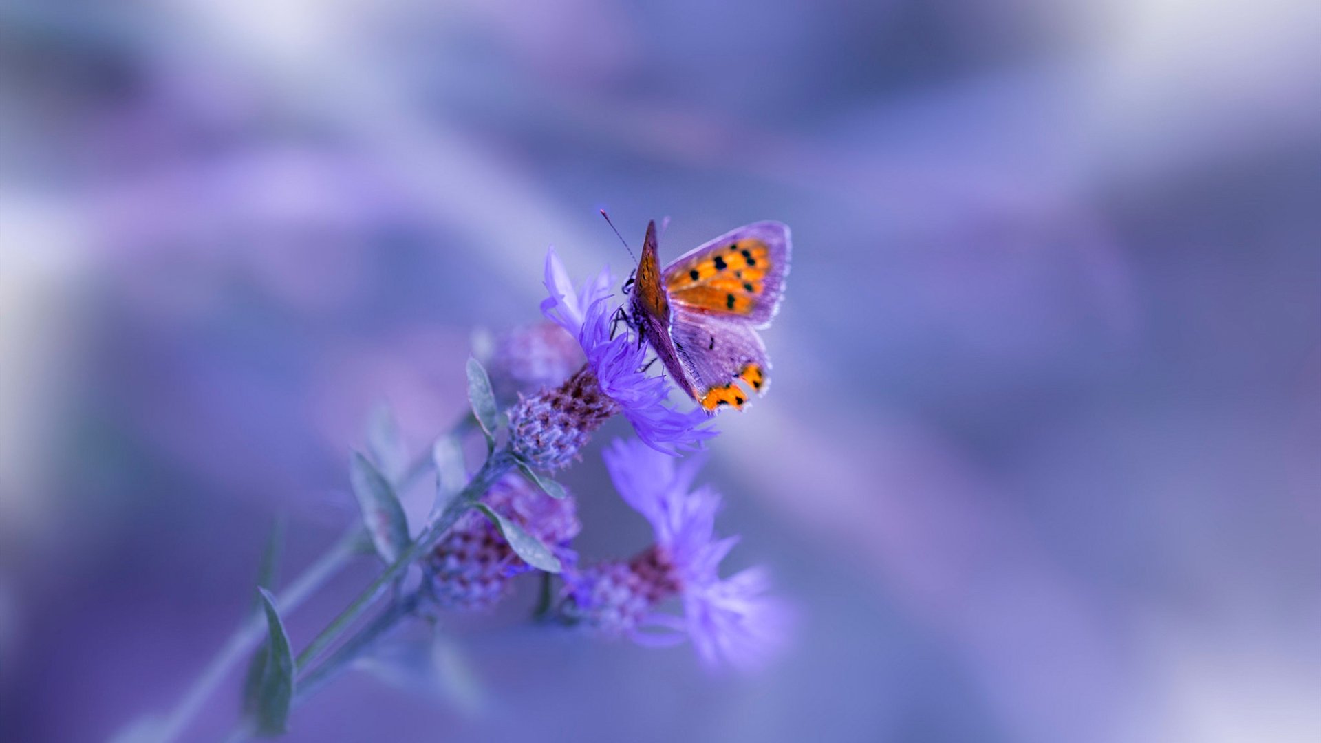 爱游戏入口-规则的棋局，从斯通斯的绿茵教科书到中国布局西班牙的全球博弈