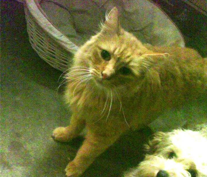 跨界竞技场，美加墨世界杯热潮下的森林狼与广厦队焦点战