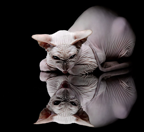 美加墨世界杯焦点战，尼日利亚稳稳拿下里昂，非洲雄鹰展翅高飞