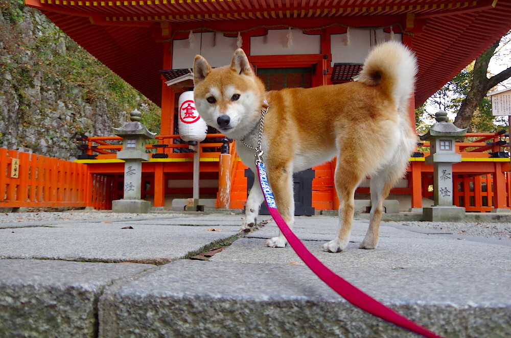 爱尔兰对阵比利时，罗德里评分拉满，红魔迷航中的中场灯塔